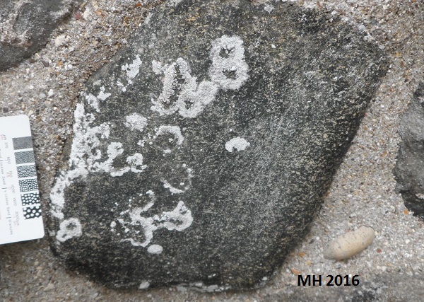 Lichens in churchards