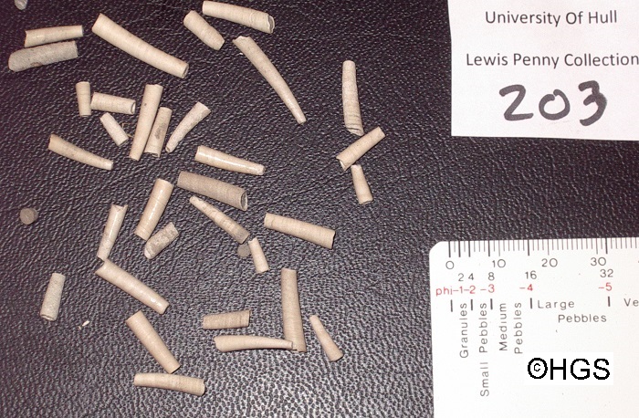 Dentalium in the Lewis Penny Collection