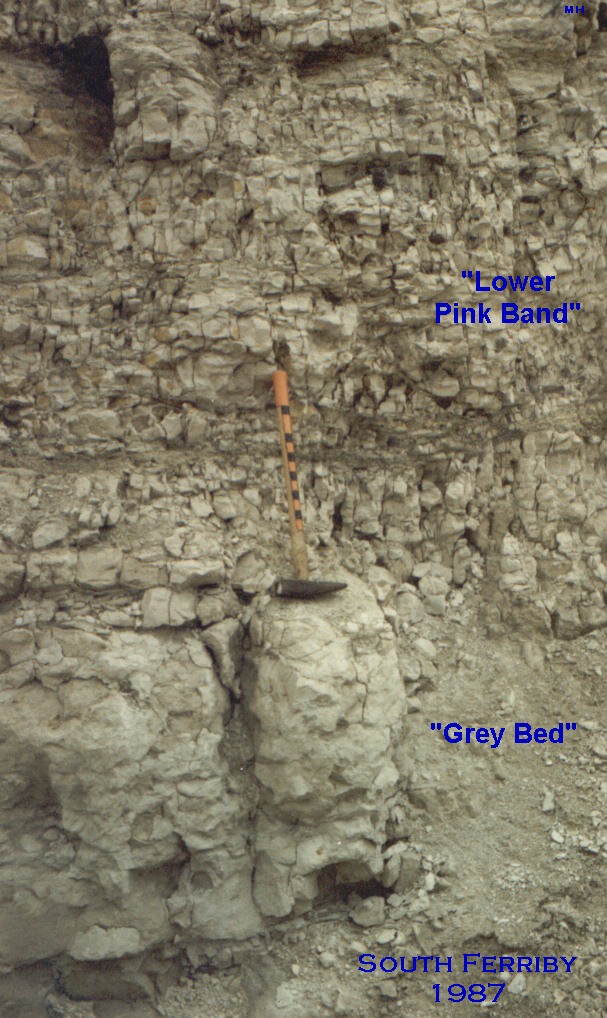 Grey Bed  Member at South Ferriby